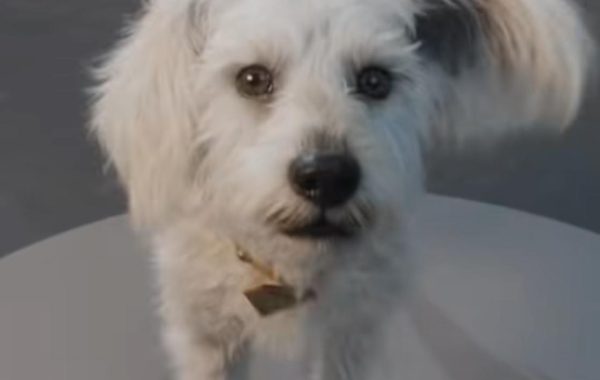 Quem foi o cachorro que deu origem a Krypto, o fiel companheiro do Superman? Quem foi o cachorro que deu origem a Krypto, o fiel companheiro do Superman?