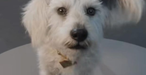 Quem foi o cachorro que deu origem a Krypto, o fiel companheiro do Superman?