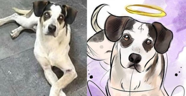 cachorro-morto-no-carrefour-640x375