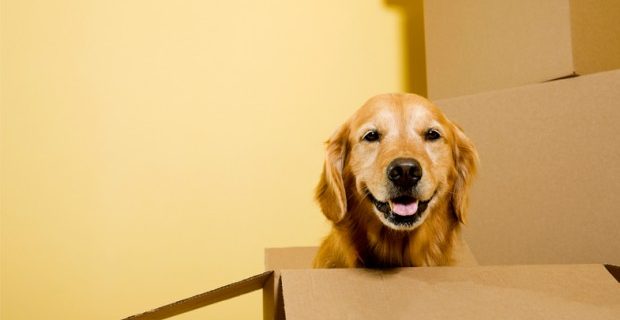 cachorro-na-caixa