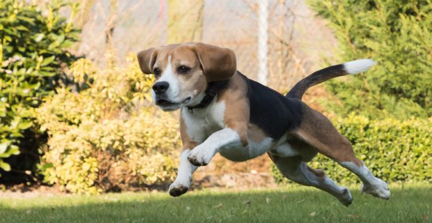 cuidados cachorros prevenção