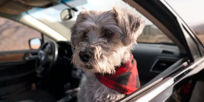 Pesquisa investiga efeito do Canabidiol no estresse de cães em viagens