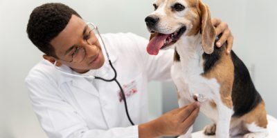 Coronavírus Canino e Parvovirose: quando a diarreia pode indicar doenças diferentes