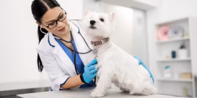 Coronavírus Canino e Parvovirose: quando a diarreia pode indicar doenças diferentesCoronavírus Canino e Parvovirose: quando a diarreia pode indicar doenças diferentes