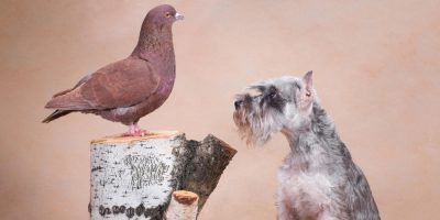 Criptococose e seus riscos para a saúde humana e animal