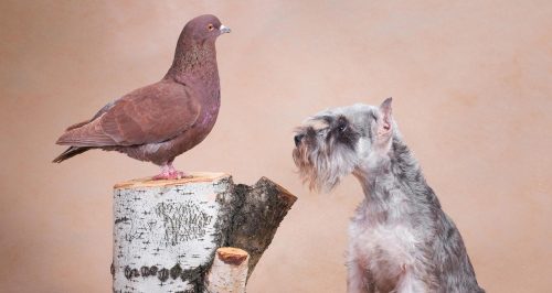 Criptococose e seus riscos para a saúde humana e animal