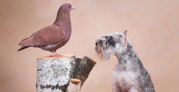 Criptococose e seus riscos para a saúde humana e animal
