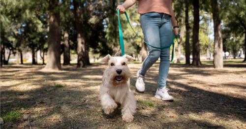 cachorro passeando