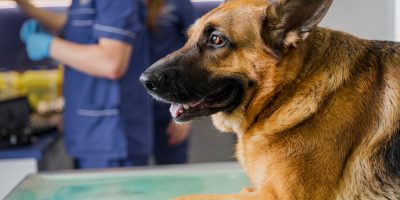 Terapia com células-tronco é alternativa para tratamento de Doença Inflamatória Intestinal em cães