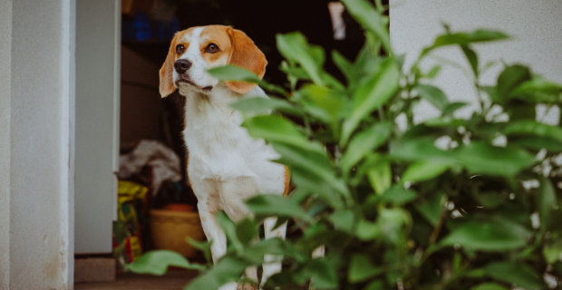 cachorro plantas