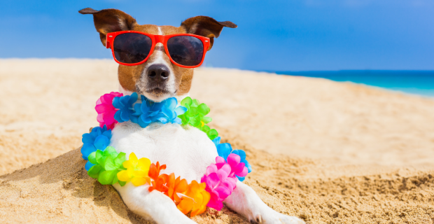 cachorro praia
