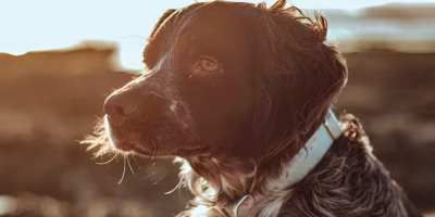Geriatria em pauta: Cuidados com pets idosos deve ser contínuo e individualizado