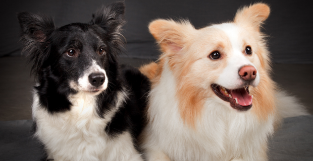 cachorros
