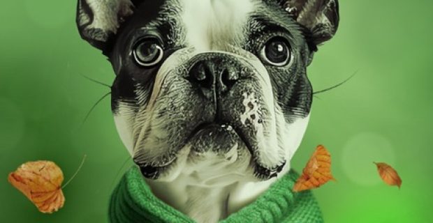 Temperatura em queda requer atenção redobrada com os pets