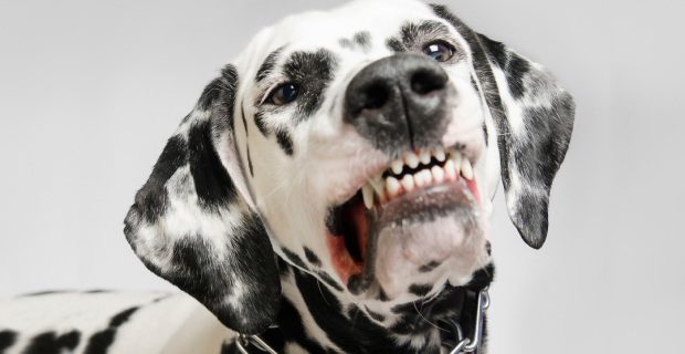 cachorro raiva