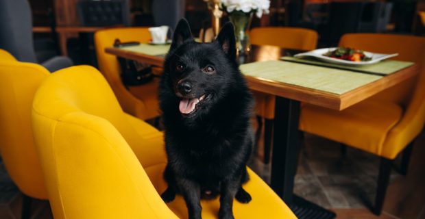pet friendly
