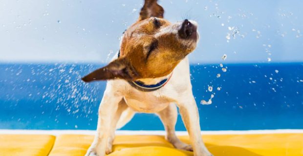 Pesquisa releva por que cães se sacodem quando estão molhados