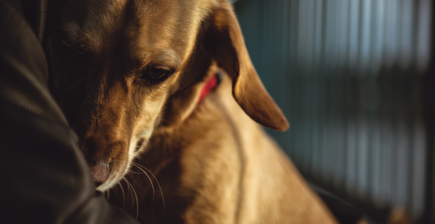 Violência contra os animais