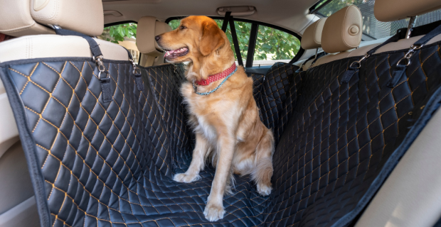 cachorro viagem