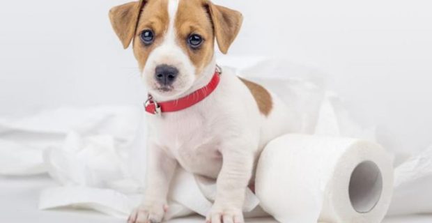 cachorro_xixi_reproducao