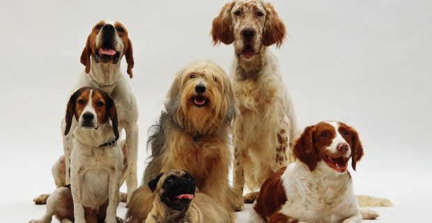 Identificando o tamanho do seu cachorro