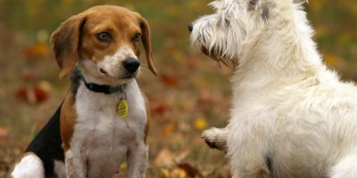 Cães jovens com osteoartrite apresentam boa resposta a tratamento