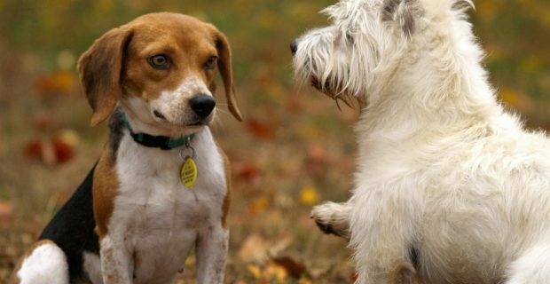 Cães jovens com osteoartrite apresentam boa resposta a tratamento