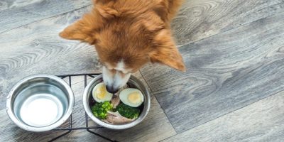 Cães e gatos podem comer ovo? Entenda cuidados necessários