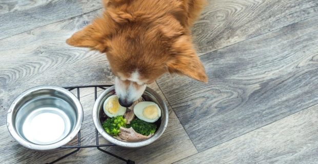 Cães e gatos podem comer ovo? Entenda cuidados necessários