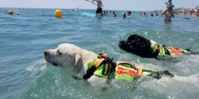 cão salva vida