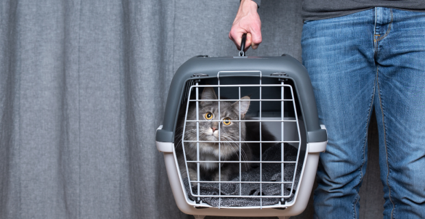 Royal Canin dá dicas de transporte de gatos