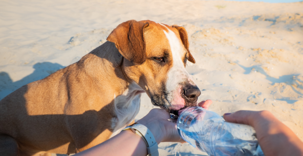 cachorro no calor