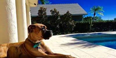 Calor, sol e desafios para à saúde de cães e gatos