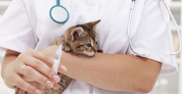 Veterinary care at animal rescue center