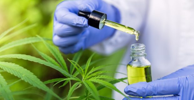 Hand holding Pipette with cannabis oil against Cannabis plant, CBD Hemp oil, medical marijuana oil concept