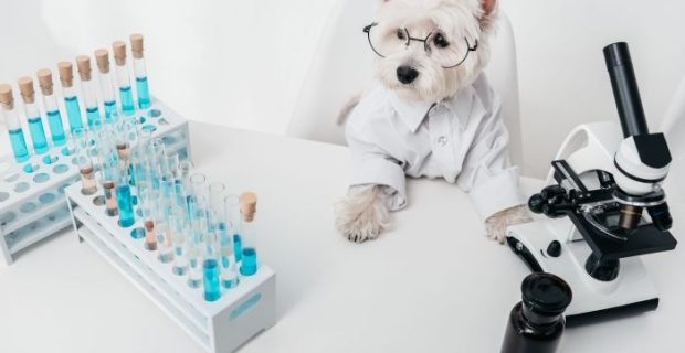 cute dog in eyeglasses and shirt working in chemical laboratory