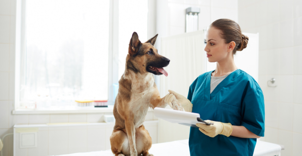 cão no hospital