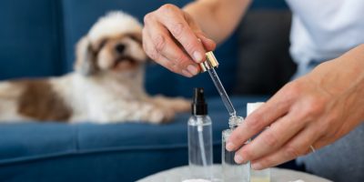 Uso de cannabis na Medicina Veterinária avança e traz resultados positivos para pets e tutores