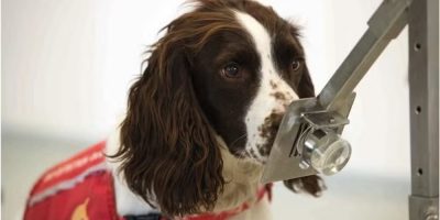 Pesquisa revela que cães podem sentir o cheiro de câncer em outros cães