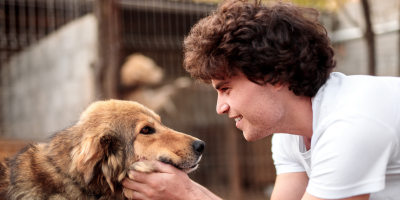 cão SRD