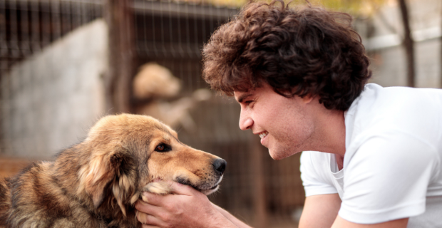 cão SRD