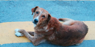 cão SRD