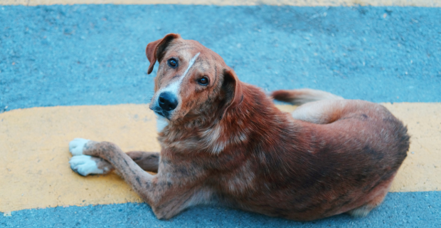cão SRD