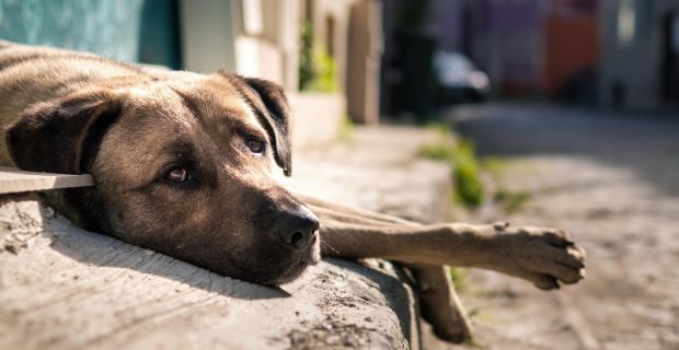 abandono de animais