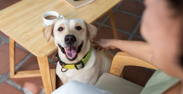 guia petfriendly
