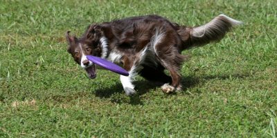 Doenças articulares afetam qualidade de vida de cães