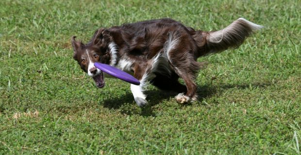 Doenças articulares afetam qualidade de vida de cães