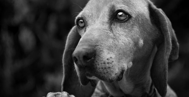 animais idosos