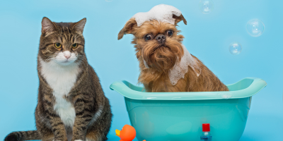 cao e gato banho