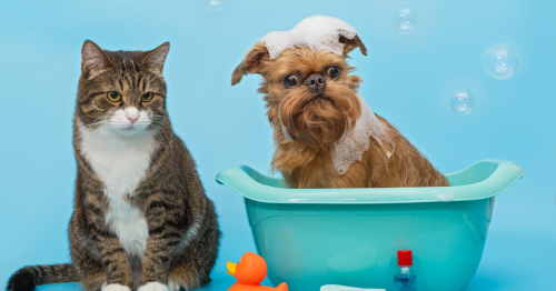 cao e gato banho